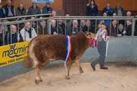 Overall supreme champion (6)